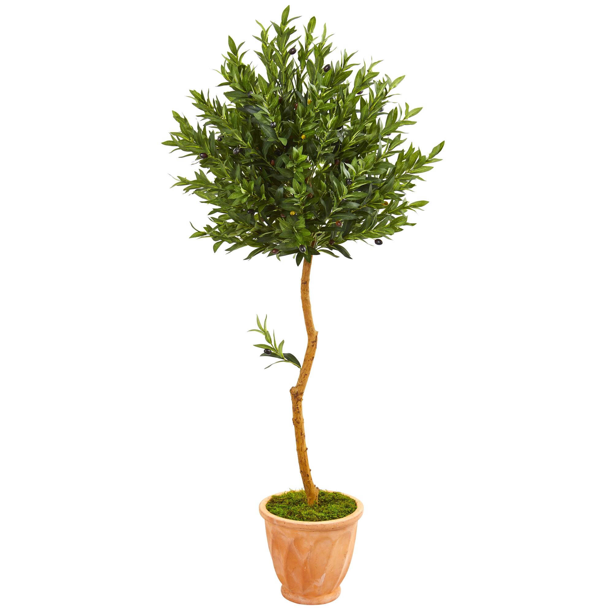 5ft. Olive Topiary Tree in Terra Cotta Planter
